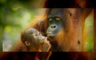 INTERMÈDES NATURE # 8  – ÉCOSYSTÈMES