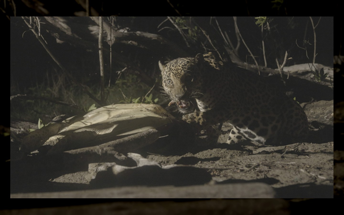 INTERMÈDES NATURE # 8  – ÉCOSYSTÈMES — photo 2