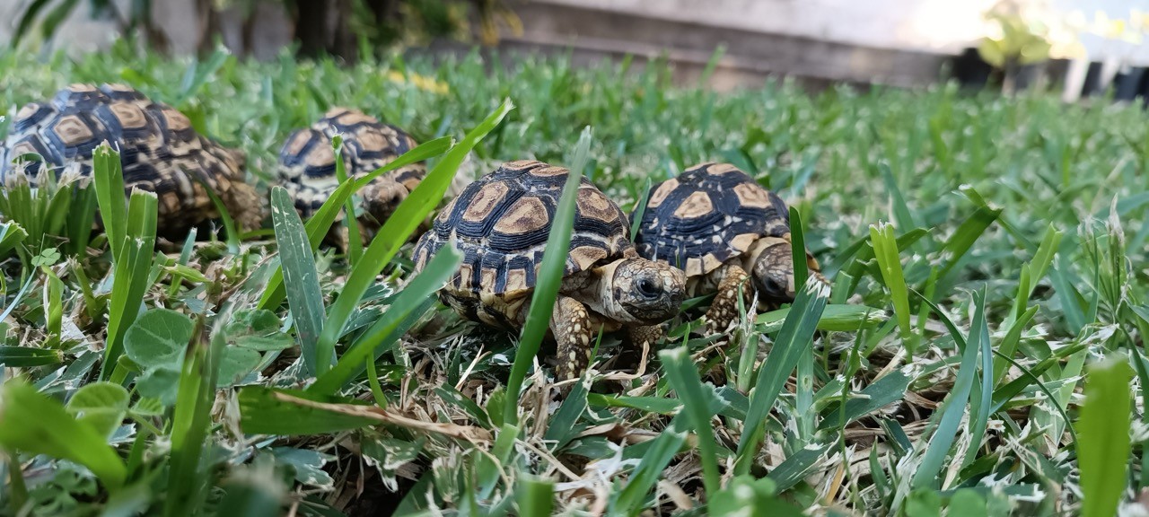 Tortue léopard juvénile