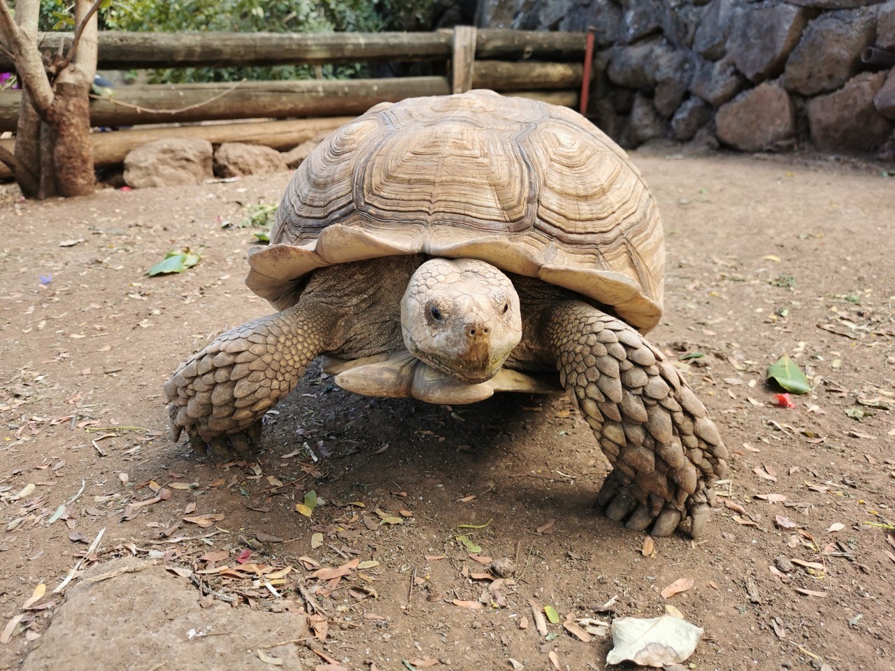 Tortue sillonnée