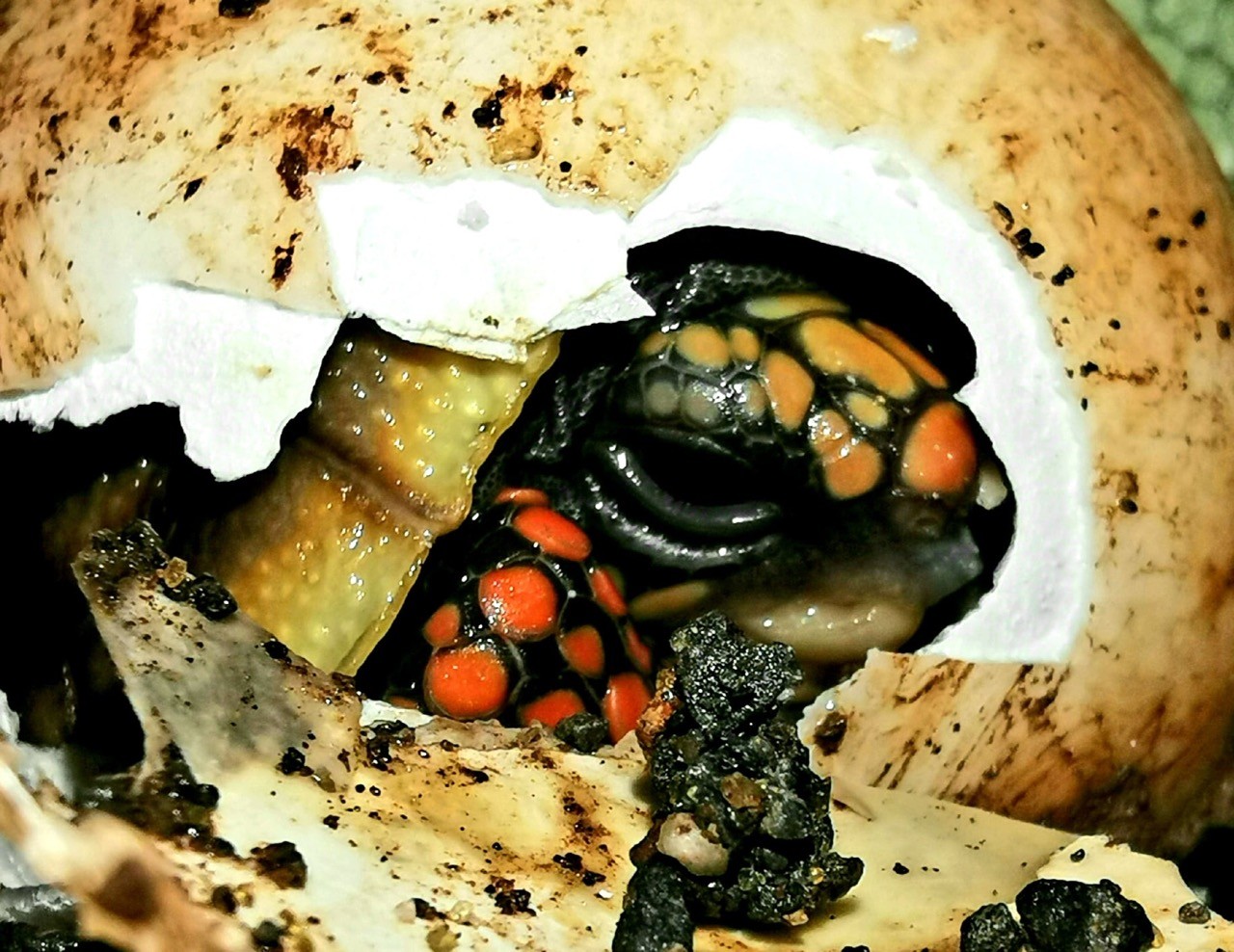 Tortue charbonnière