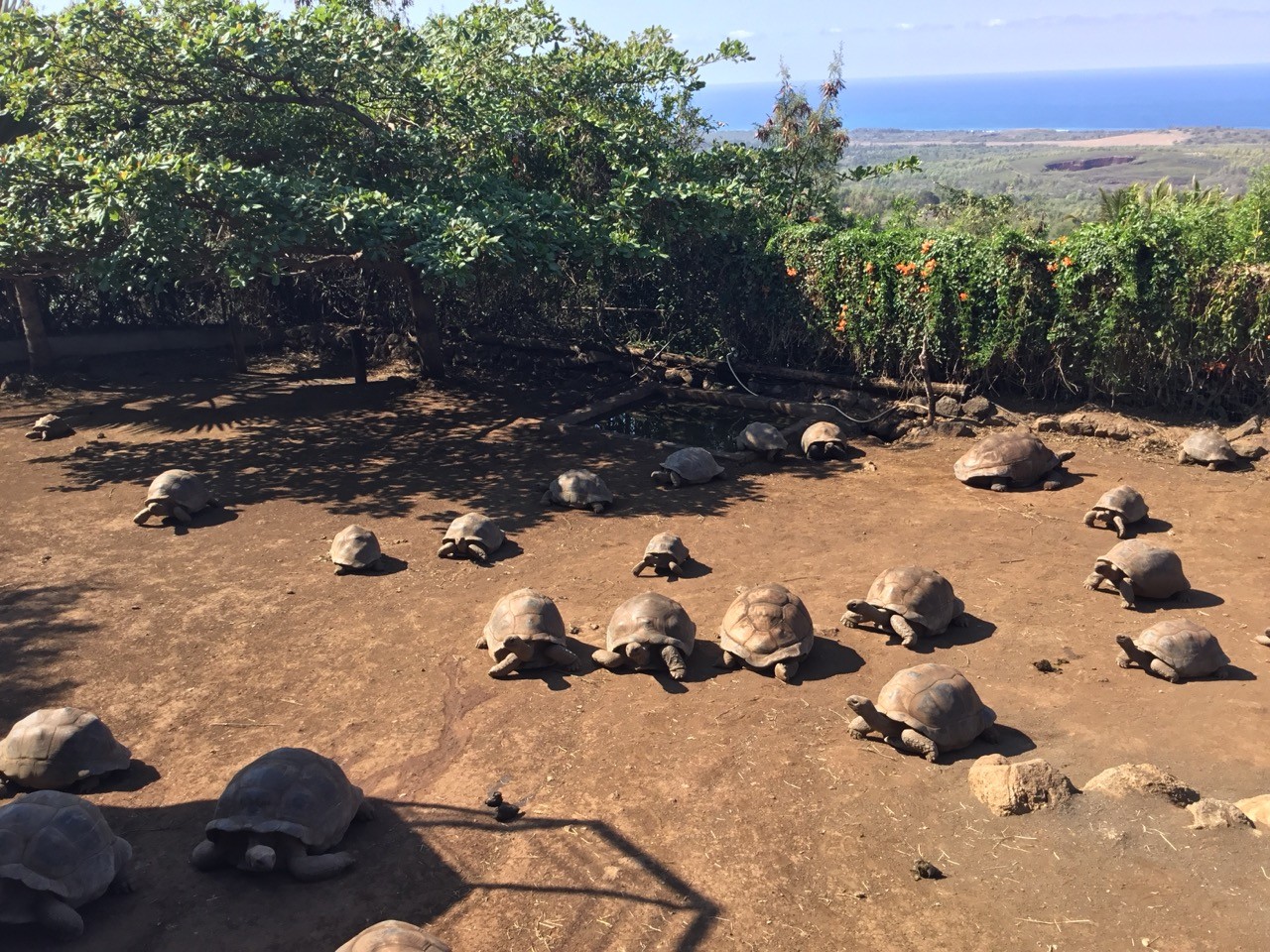 Enclos d'approche des tortues géantes