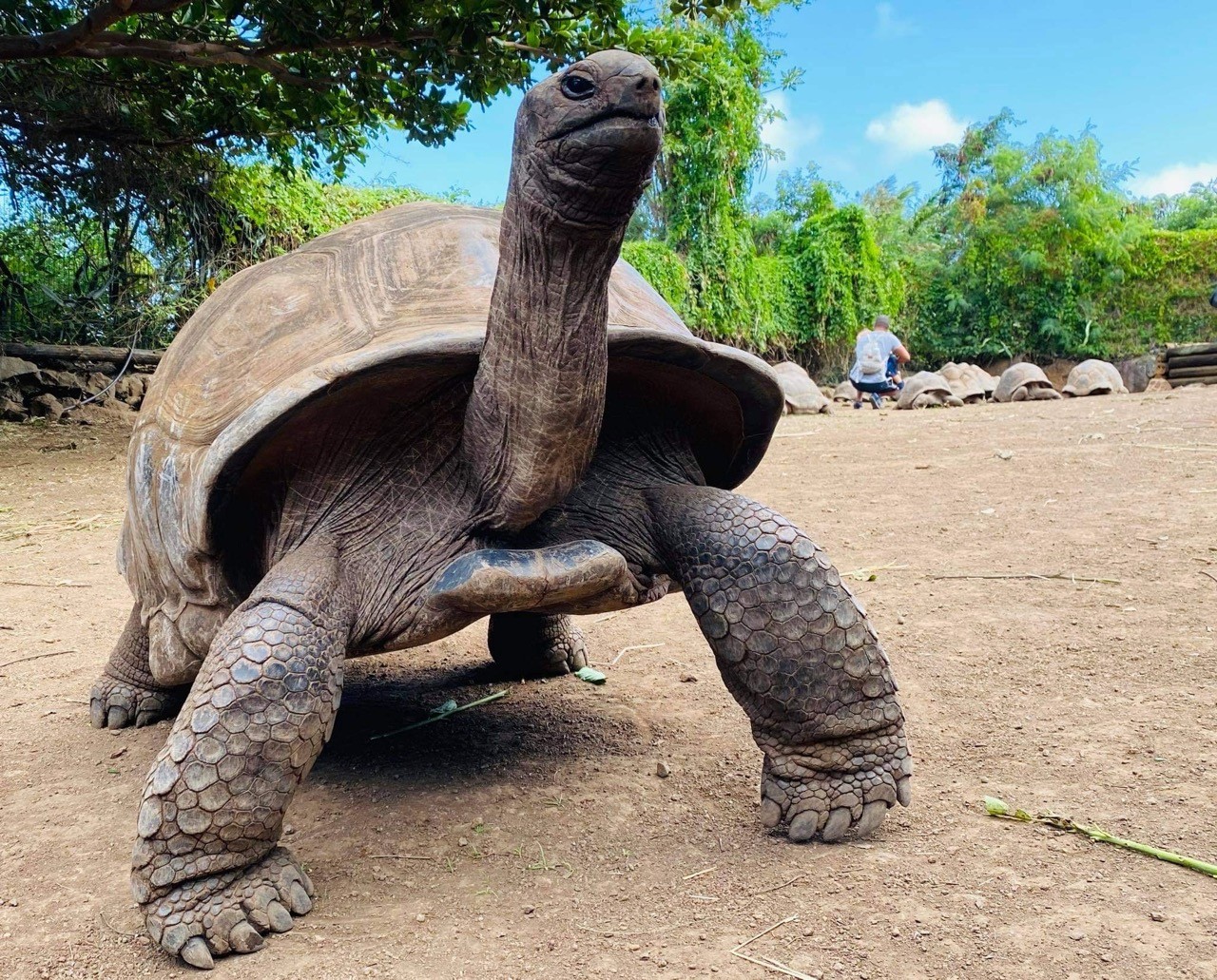 Tortue géante des Seychelles au Jardin des Tortues